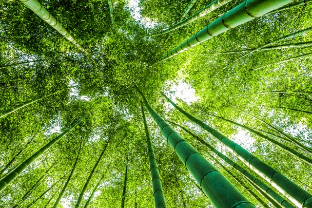 夏天竹子诗句古诗大全,写风吹绿竹的诗词