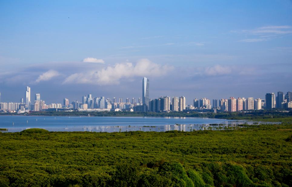 最震撼的红树林,最不真实的红树林