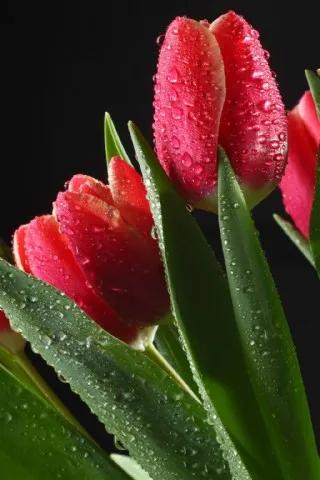 漂亮的郁金香随手一拍都是美景,春天的郁金香花海美得不可方物