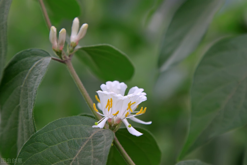 种植中药材什么品种最赚钱,中药材种植前景好的品种有哪些