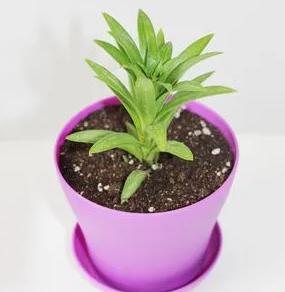 香水百合带花苞盆栽怎么继续养护,开完花后的盆栽香水百合要怎么养