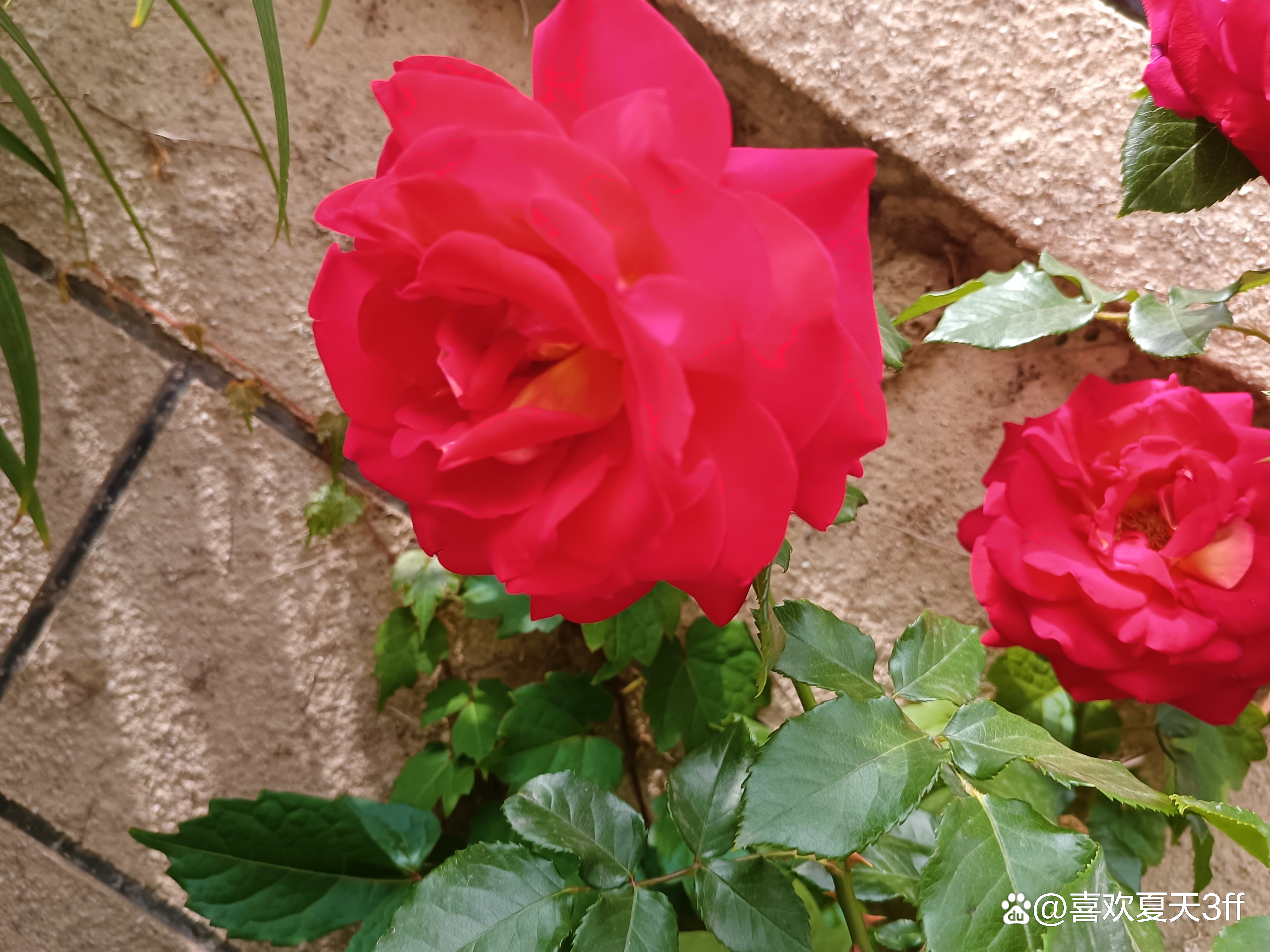 端午节快乐莲花盛开,端午节前后插花容易活吗