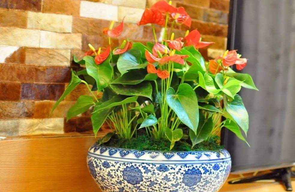 家里光照不足建议养这10种耐阴花,阴暗无光角落适合养什么花