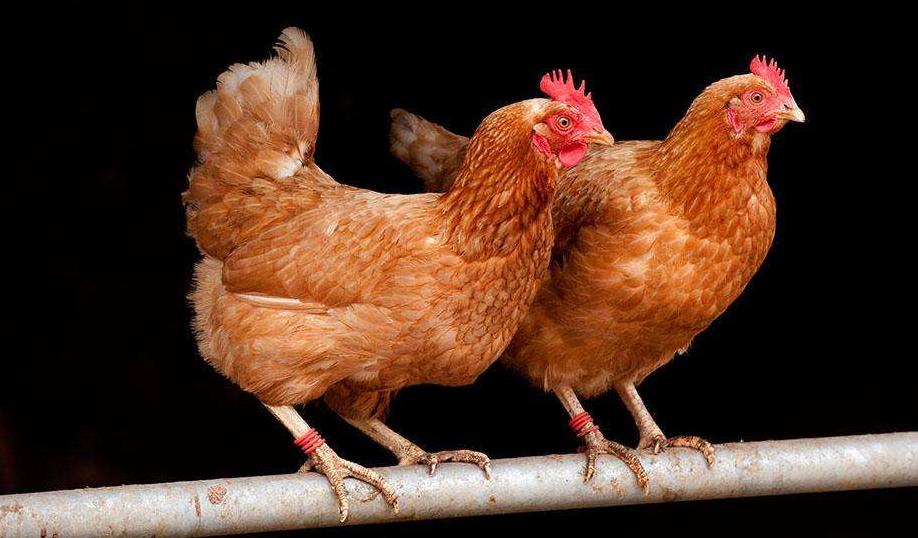 甭找了!气囊炎不同发病阶段(其治愈方案)都在这