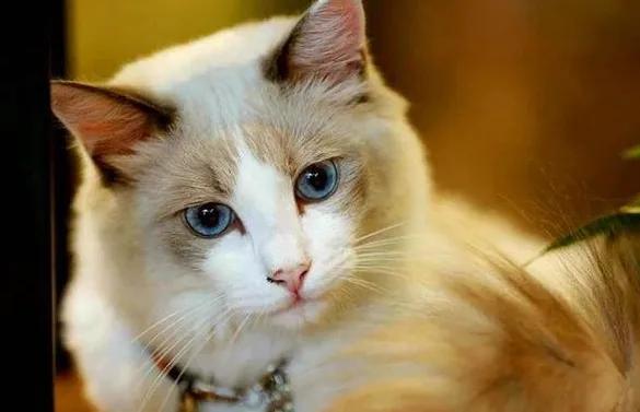 猫咪发情了怎么办？几个小妙招可以舒缓