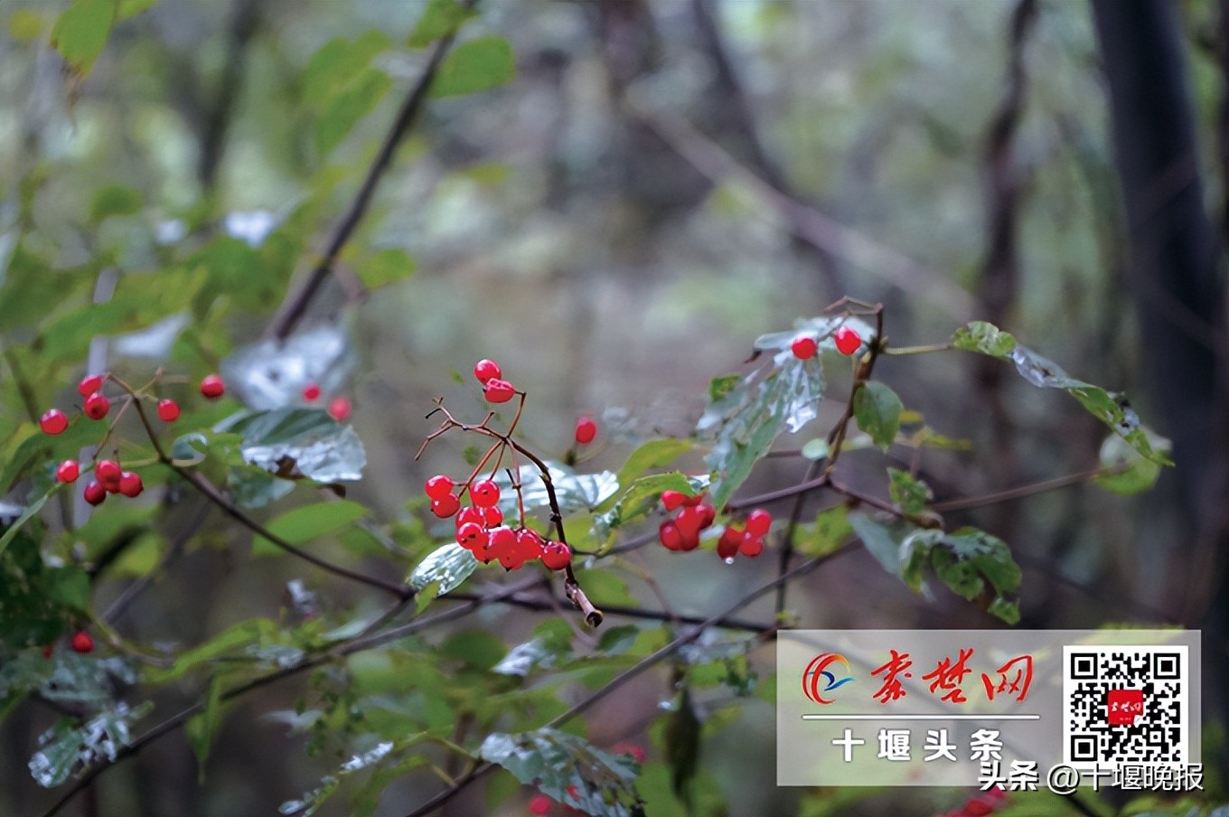 又香又甜的秋果,哪种秋果最好吃