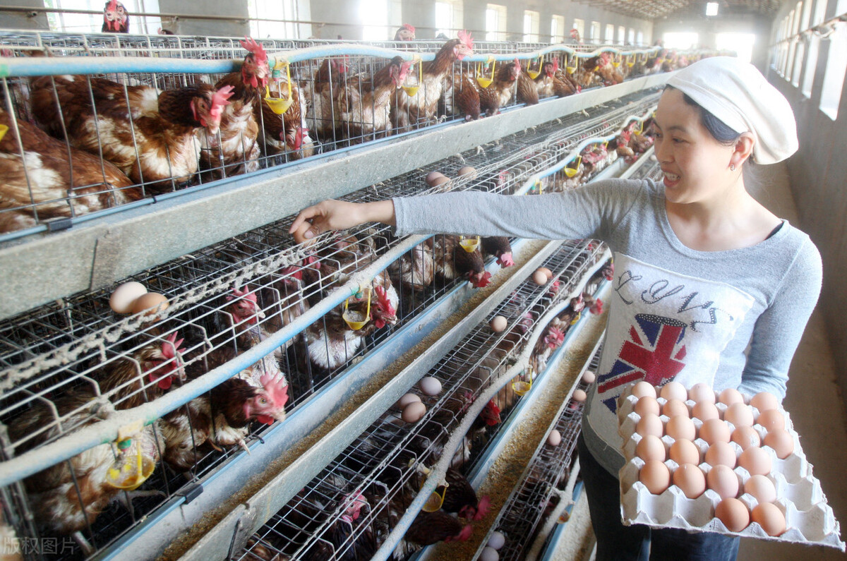 蛋鸡传支与减蛋综合征的区别,兽医传染病学知识总结