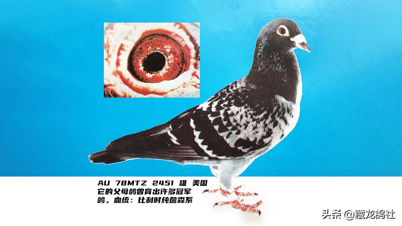 鸽友总结的鉴鸽口诀,美国鸽友