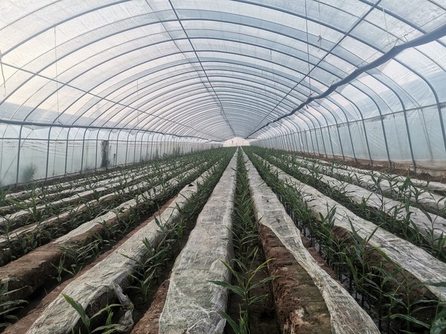 大姜出苗期管理要点,大姜高产全程指导方案