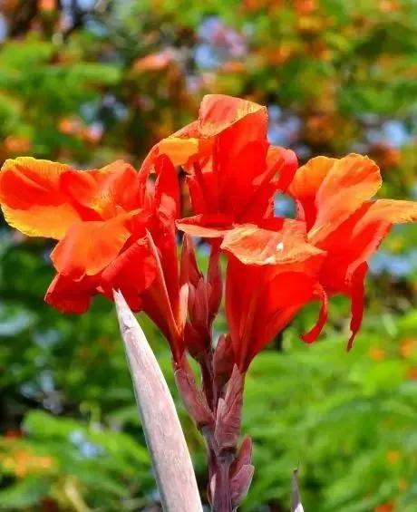 亭亭玉立一一艳艳的美人蕉（散文）