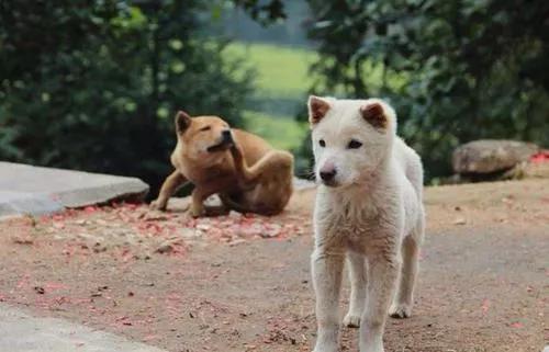 家中有三大吉兆,家有三样财来人兴旺指哪三样