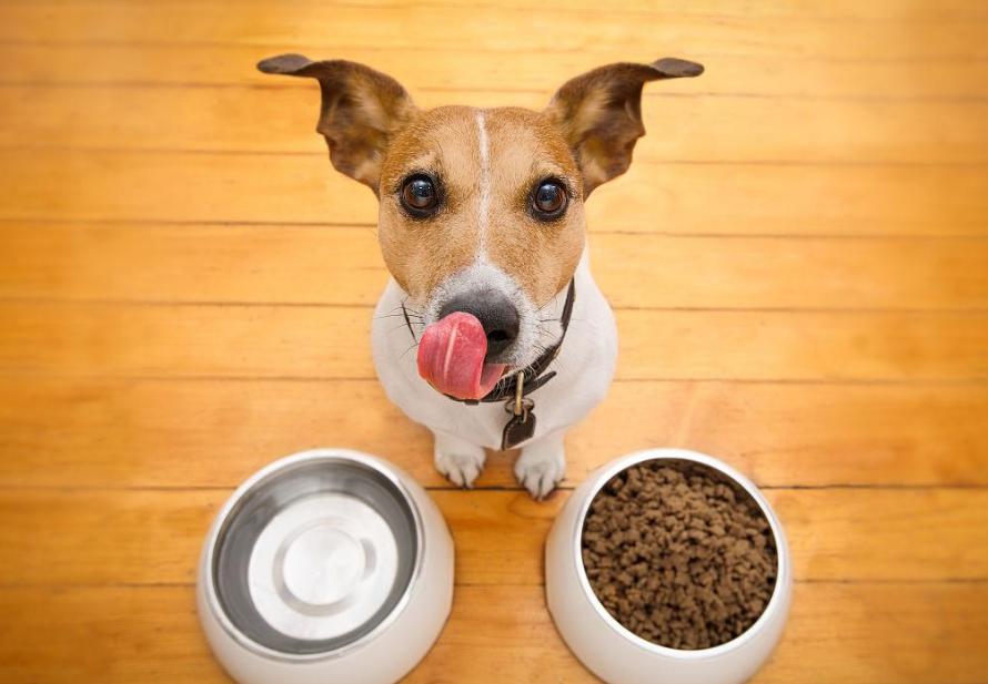 口碑最好最安全的十大狗粮国产,2021十大国产良心狗粮排名