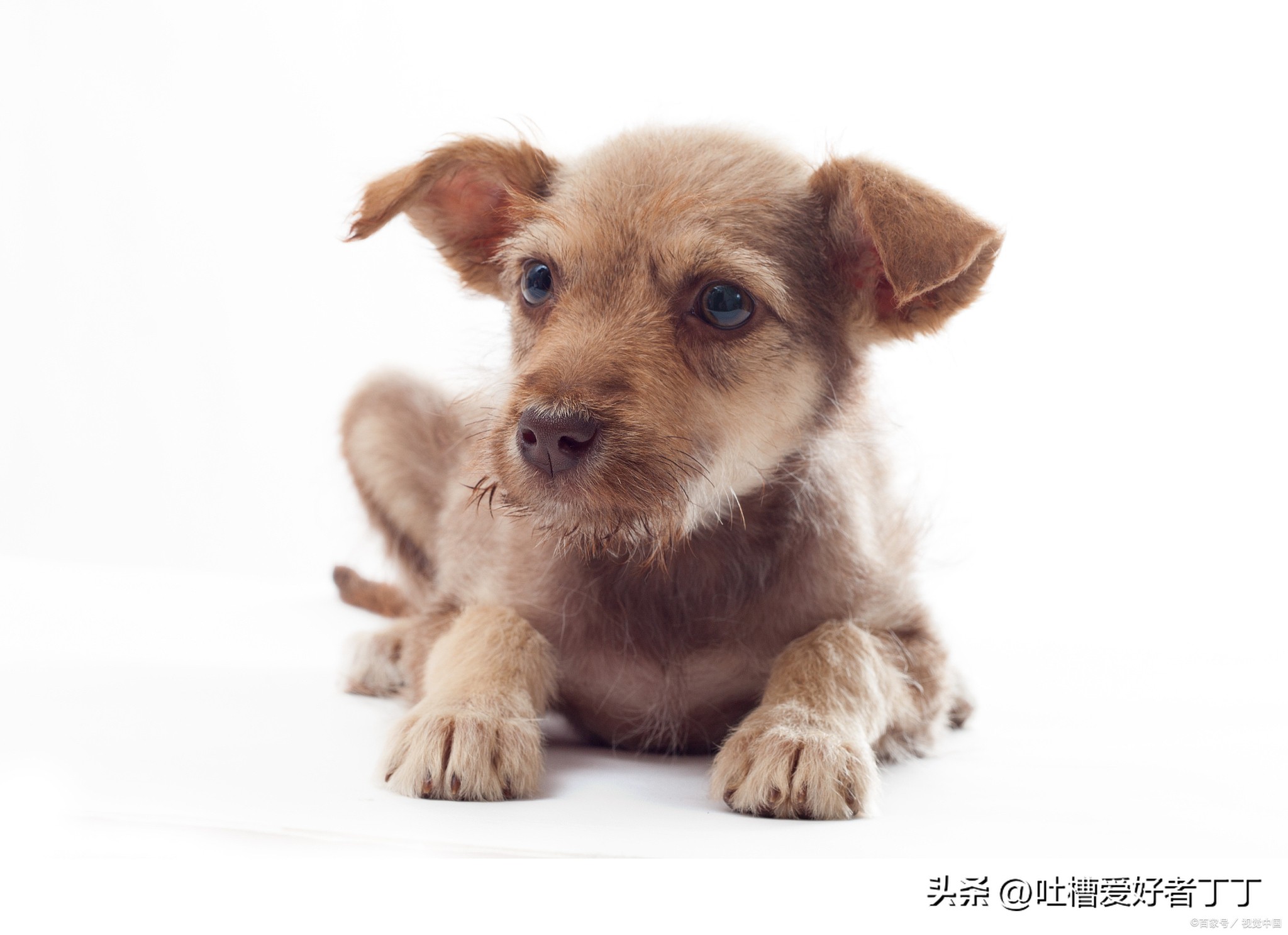 狗狗离去前的表现,狗狗爱不爱你的征兆