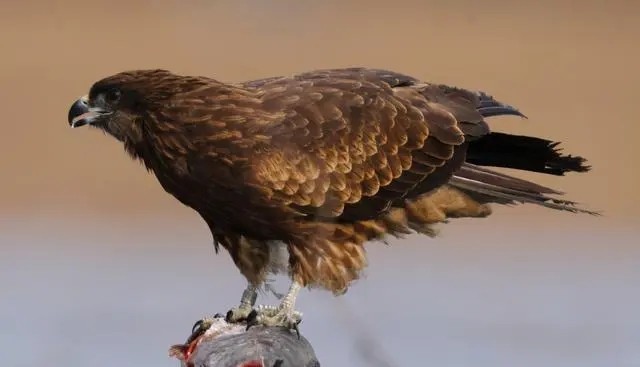 被誉为天空霸主的老鹰，拿毒蛇当饭后甜点，非洲平头哥都直呼内行