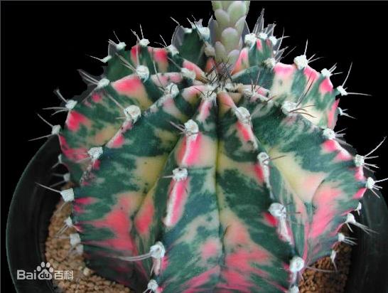 28种不同类型的仙人掌植物,多种品种仙人掌如何栽种