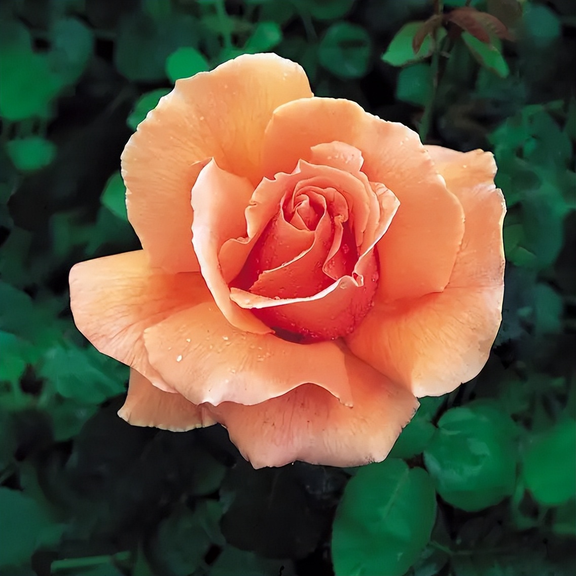 这四种月季颜值高刺又少新手必入,推荐8款高颜值月季