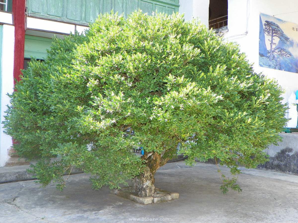 门前栽什么树聚财招财,门口种树富几代人