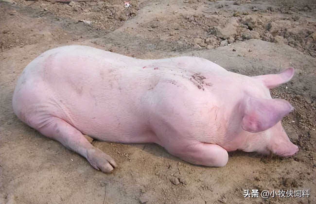 猪拉粪球怎么处理,猪拉干粪不吃食怎么治