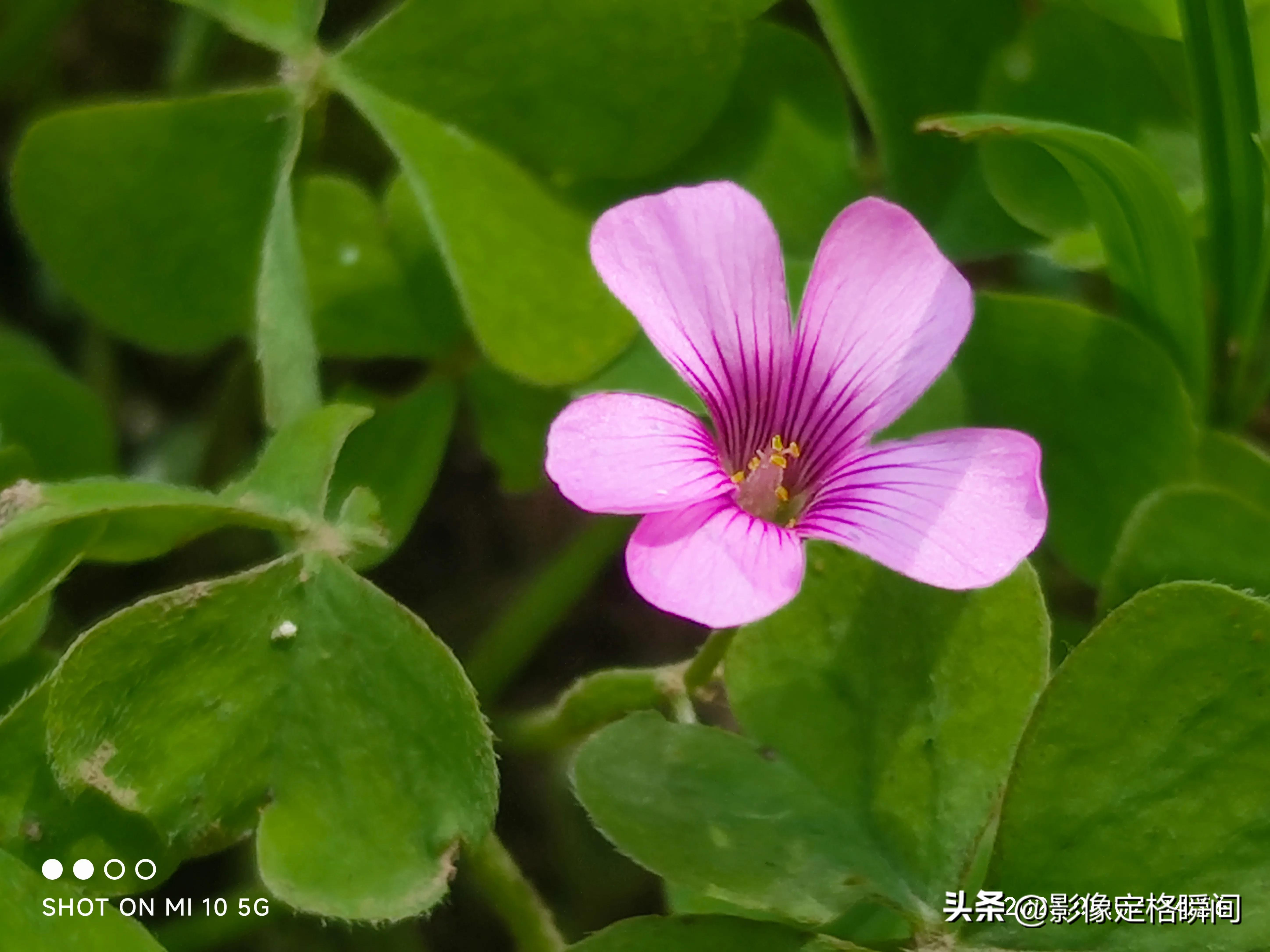 用什么模式拍出来的花更好看,用手机给花拍照怎么拍出高级感