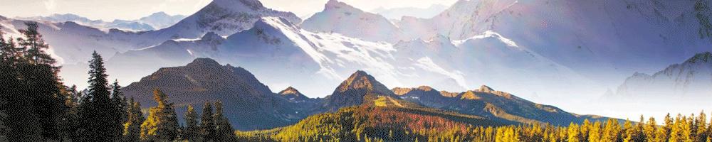 网购平台假货横行就没有公道了吗,网购平台假货最少的是哪个平台的