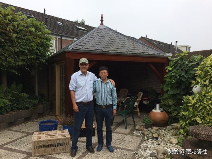 艾迪夏拉肯鸽子怎么样,埃迪夏拉肯