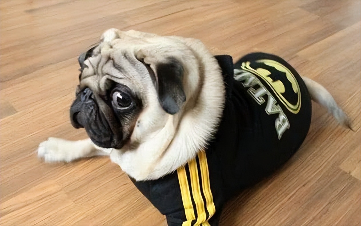 柴犬和巴哥犬的优缺点,鹰版巴哥犬优缺点