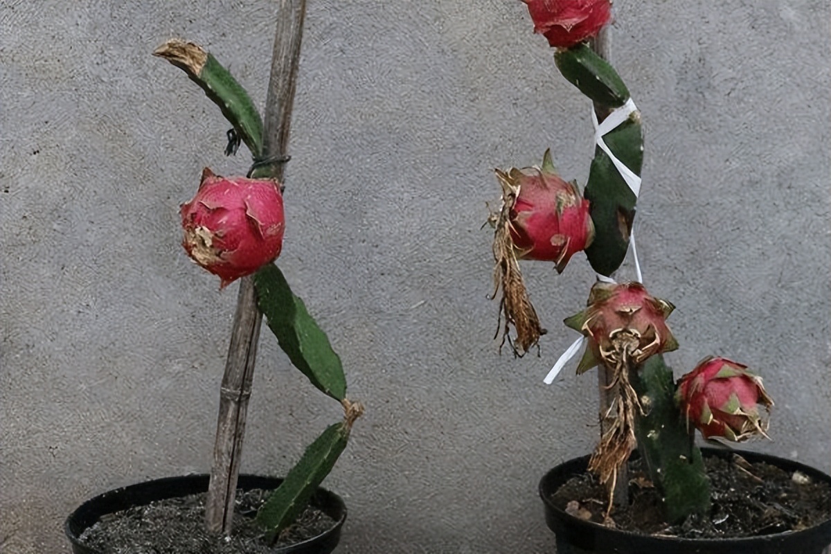 火龙果插枝越长越好吗,火龙果是幼枝插好还是老枝好