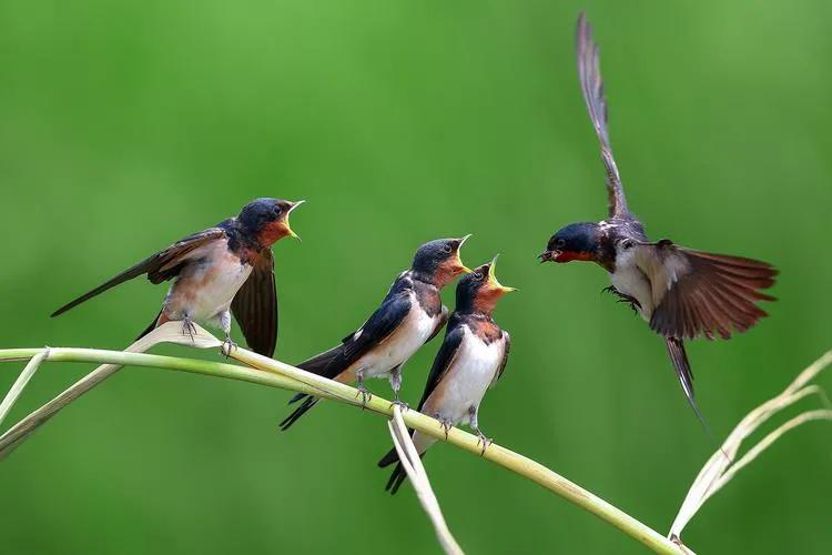 可爱的谢谢日语,可爱的谢谢小图表情包