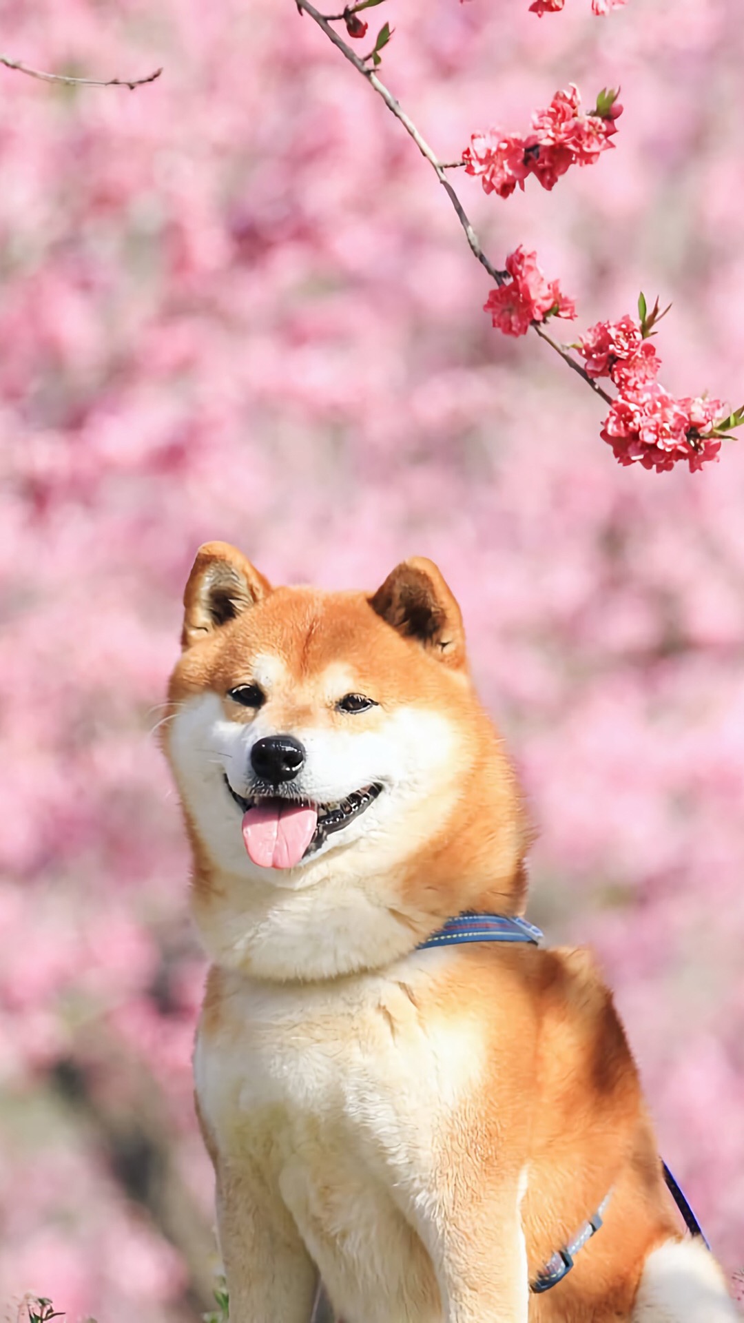 狗界中非常聪明的狗狗,狗界最忠诚和最不忠诚的狗