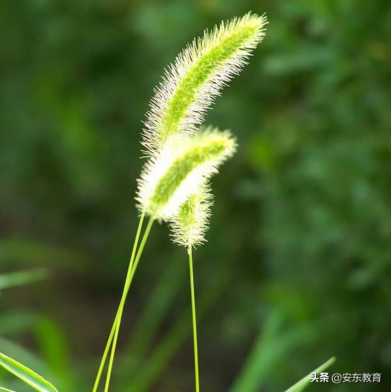 狼尾草的形态特征,狗尾巴草的品种及图片