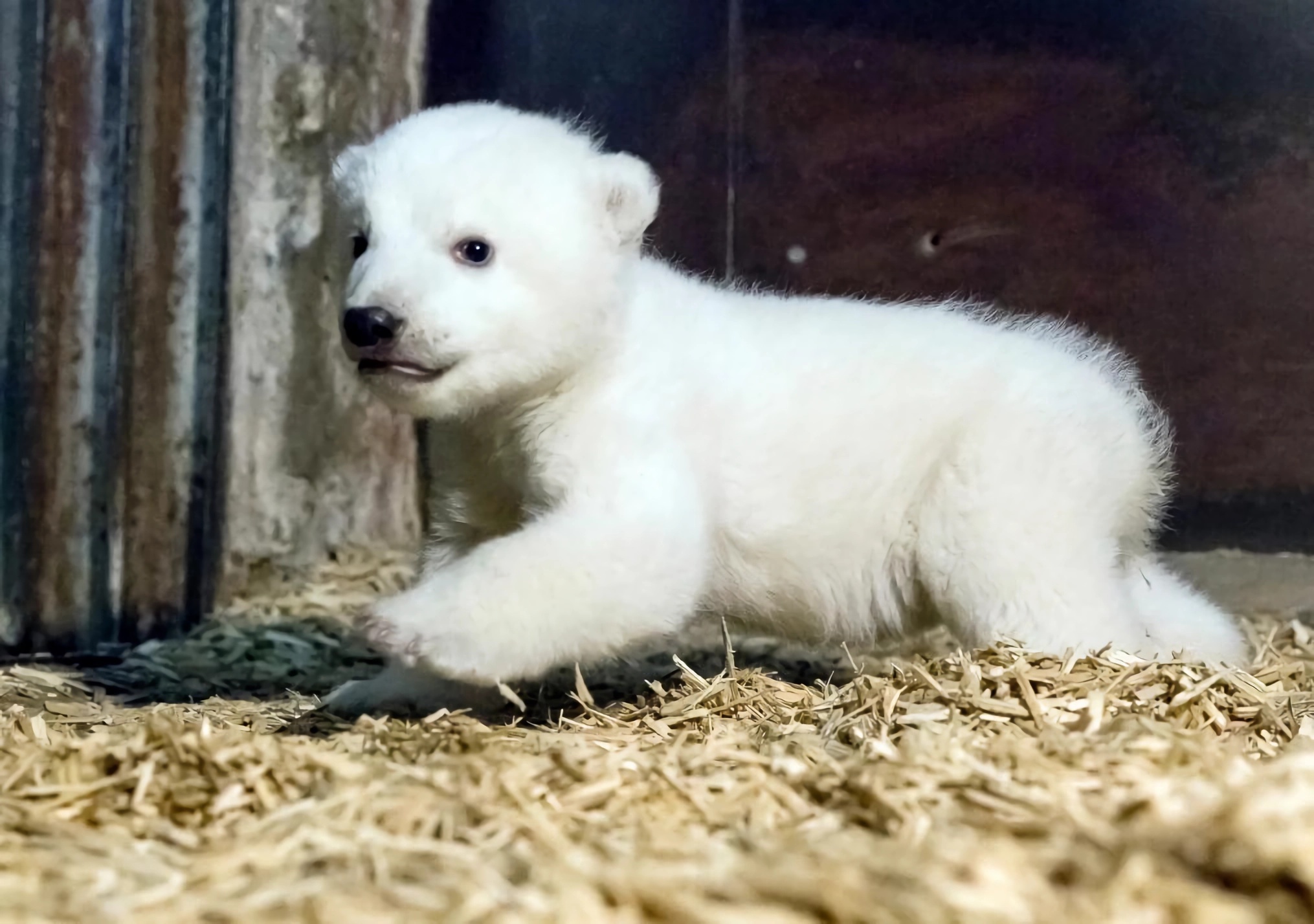 迷你世界探索宠物隐藏秘密,盘点宠物幼崽