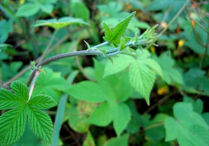 葎草有什么可以代替的,葎草的危害和缺点