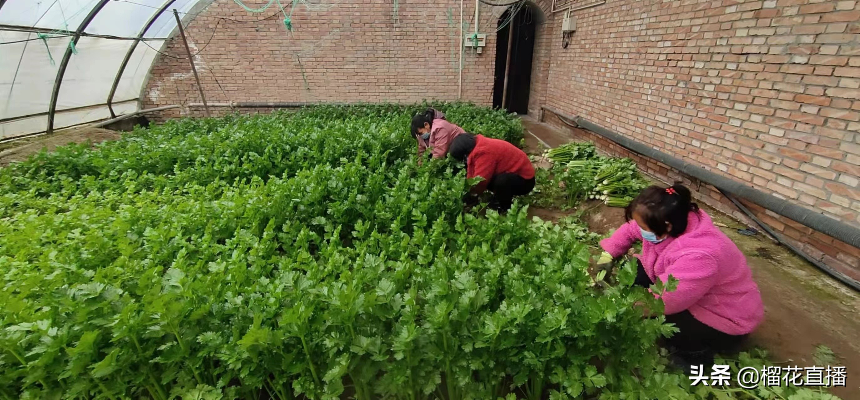 珍佰粮鄠邑,珍佰粮油