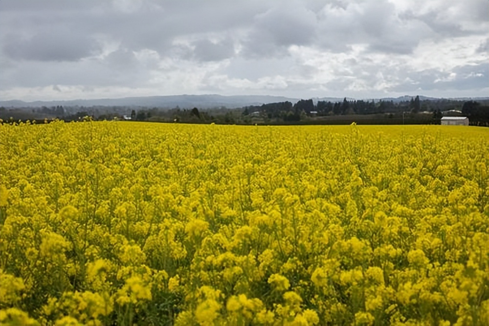 波兰农业现状,波兰产业结构最新