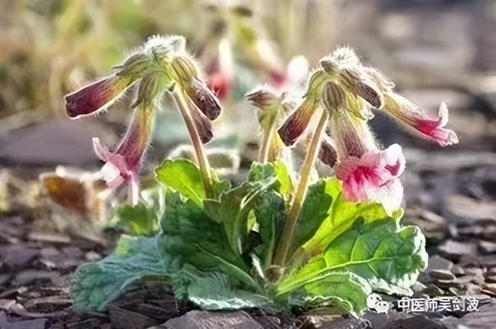 阿胶和熟地黄哪个补血效果好,补血第一圣药丹参