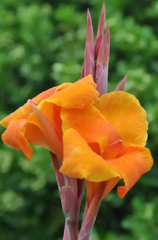 一花一世界一念一佳人的图片,一花一世界一叶一春秋图片