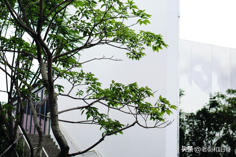 罗生门和黄粱梦,罗生门香港live