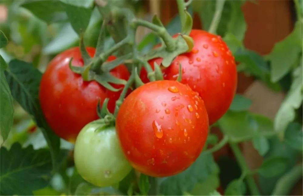 西红柿没成熟能吃吗,西红柿没成熟可以炒吃吗