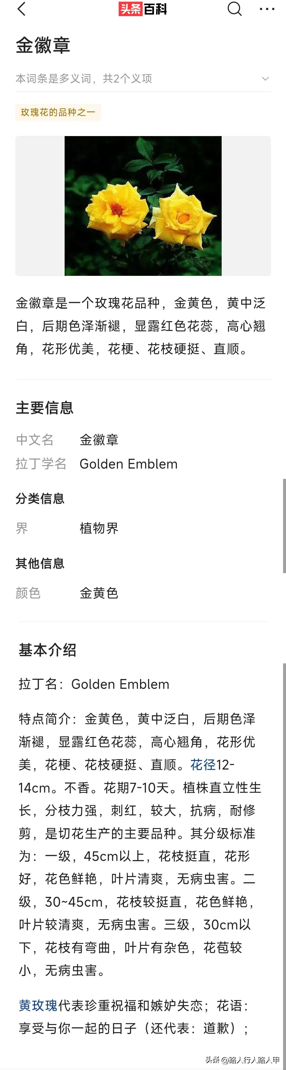 19朵黄玫瑰的花语是什么意思呢,19朵的黄玫瑰花语