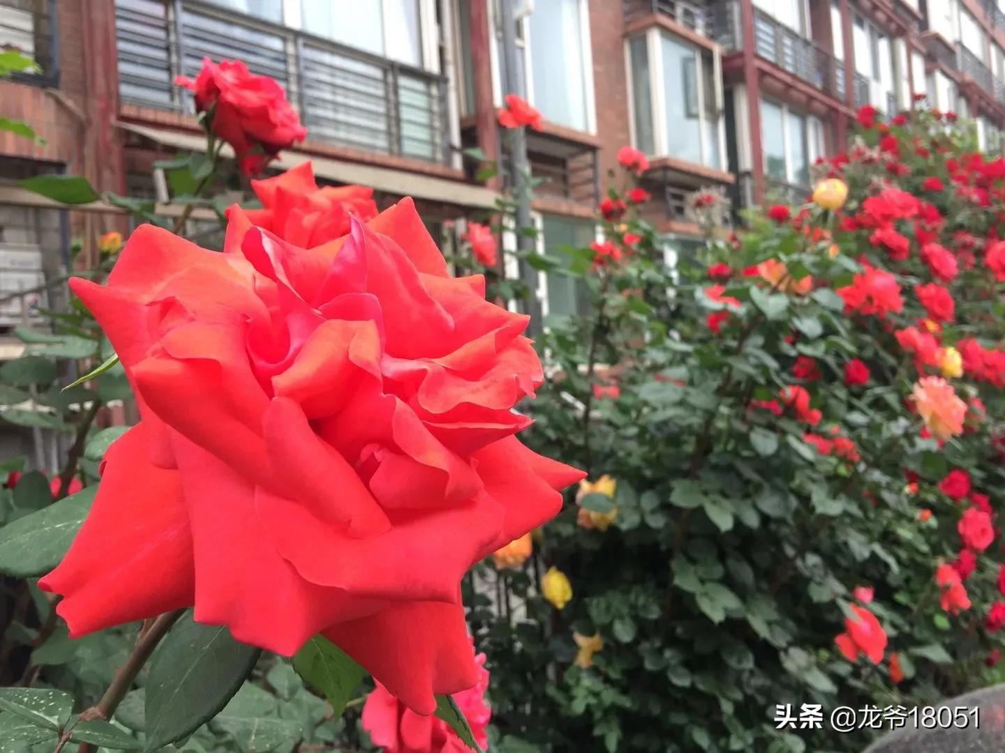 国色绽放红胜火，凌霄花开分外香