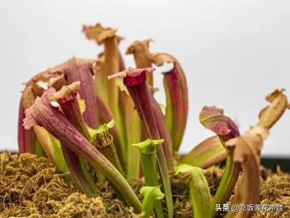 植物中的捕猎高手,植物界的捕猎大师