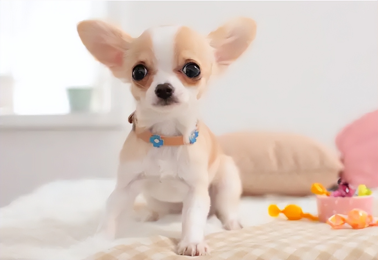 吉娃娃狗狗适合小朋友养吗,养狗狗吉娃娃犬的注意事项