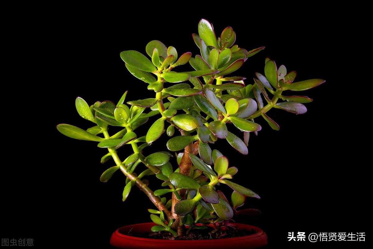 家里种幸福树风水的作用与禁忌,家中常见寓意发财好养的树