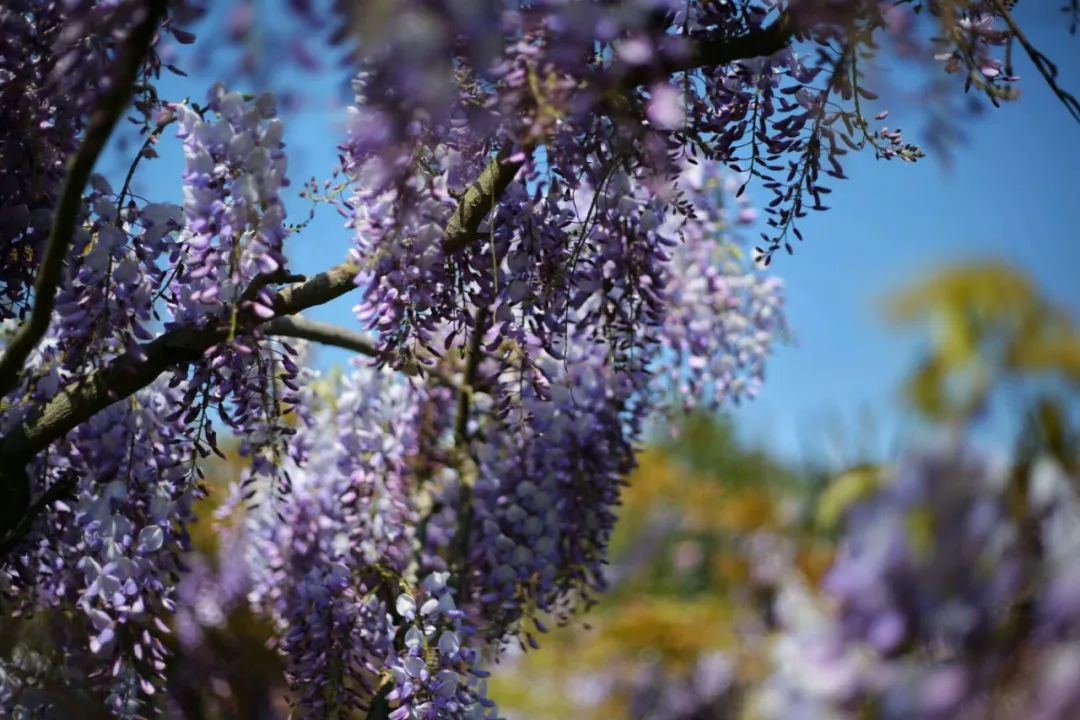 听我的，四月的杭州才是浪漫天花板。