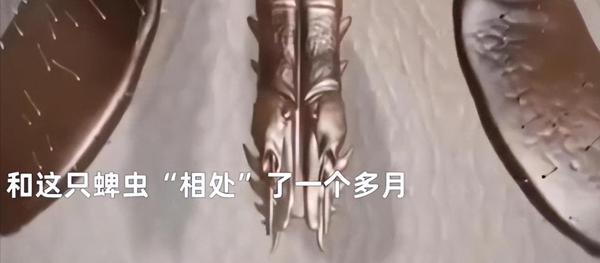 湖南一女孩被女蜱虫咬,女童野外游玩被蜱虫叮咬