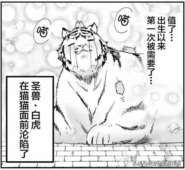 猫猫怎么可以这么乖,猫猫怎样玩耍才会开心