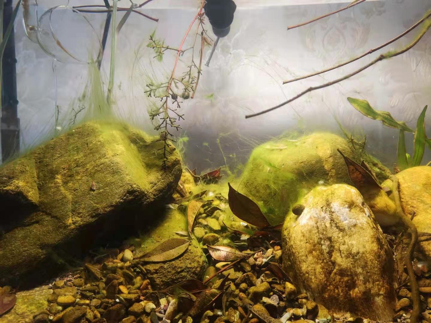 藻类植物可以预防疾病吗,杀菌盐可以预防藻类吗