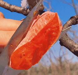 千年柿,富平千年柿子