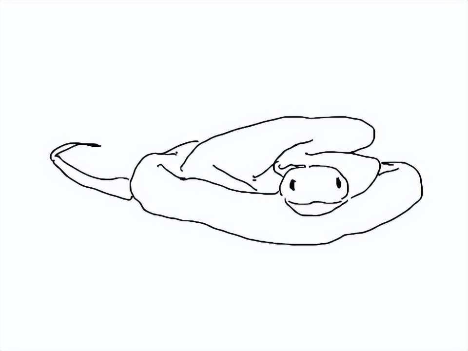 疫情与那些养爬行动物的人