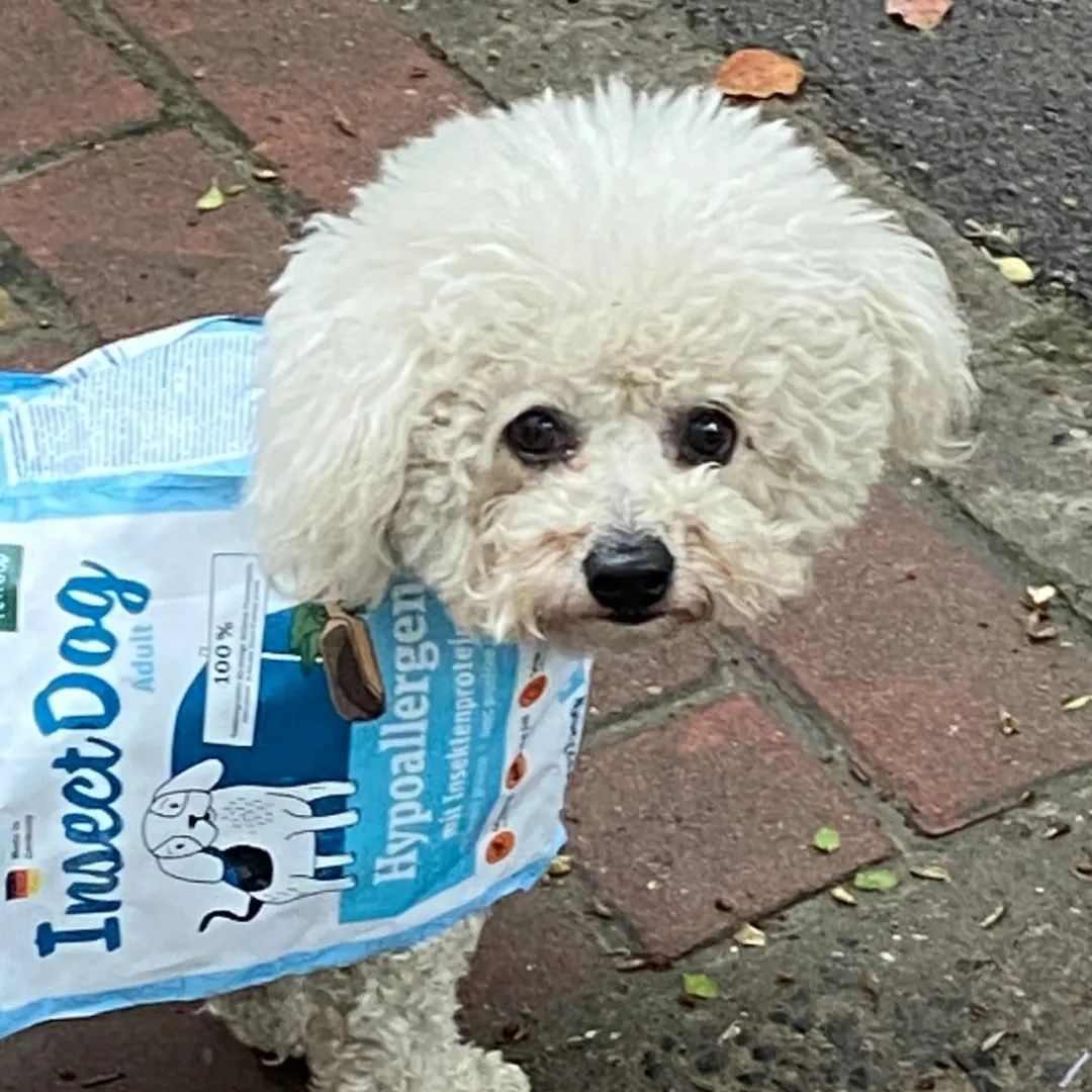 谁懂啊！回南天的养狗人家，惨过住鸡圈！pang臭！